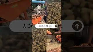 From neem seeds to your fields 100%natural,100%effective