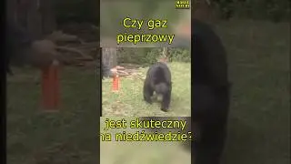 Czy GAZ Pieprzowy Zatrzyma Niedźwiedzia?