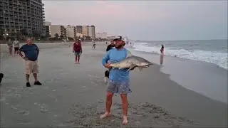 Shark caught from the beach - Surf fishing Myrtle Beach
