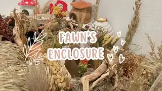 Fawn’s Updated Cage Setup!