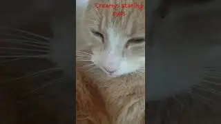 creamys star
