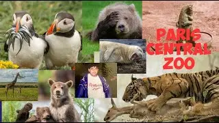 FUNNY ANIMALS || PARIS CENTRAL ZOO ||  FRANCE