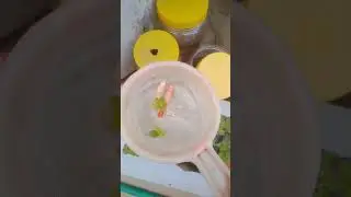 #our full red guppy females are death 😭 vinoth agri and farm