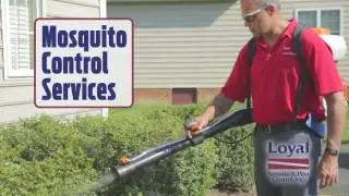 Loyal Mosquito Control Services