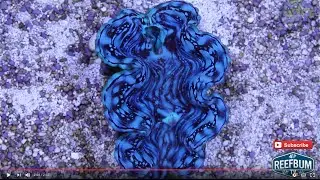 Blue Squamosa Clam - A Mollusk With Serious Wow Factor