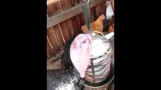 Turkey - snorting, maybe upper respritory issue