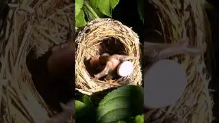 Instinctively push the host's eggs or young out of the nest. Cuckoo chick. #cuckoo #youtubehighfive