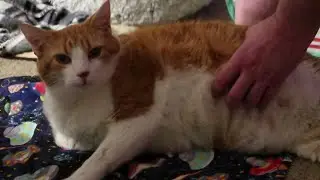 Cat Gets Full Body Massage And Meows