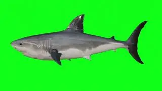 Shark Green Screen Video