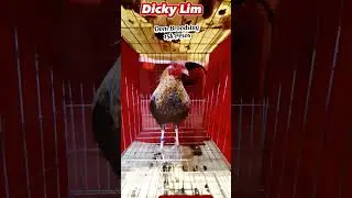 Dicky Lim | Dom Broodstag #shorts