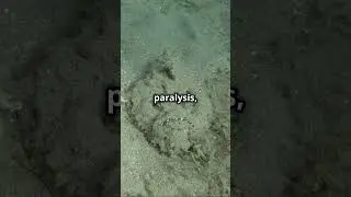 The Shocking Truth About Stonefish Sting Dangers in 2025?  #funfacts #amazinganimals #stonefish