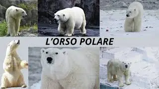 L'ORSO POLARE