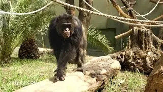 Eröffnung der neuen Schimpansenanlage im Magdeburger Zoo