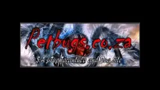PETBUGS SEASON 1 EPISODE 1 WHAT YOU NEED TOO START KEEPING TARANTULAS