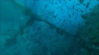 HTMS Chang Wreck Dive - November, 2025