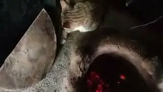 Highlight 0:00 - 4:49 from Cat Sleeping Near Fire 🔥