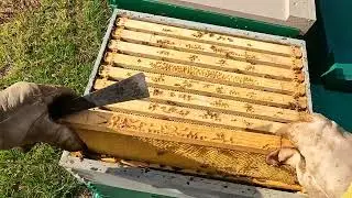 5/11-12/24 Brandon and My bee yard update!