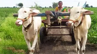 woman Bullock cart ride-woman ploughing-woman farmer-bulls training in telugu-best woman farmer