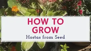 How to Grow Hostas from Seed