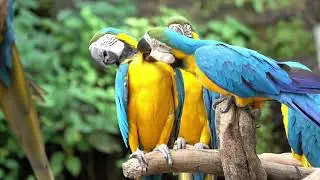 Natural Forest Ambience &bull; Birds Singing &bull; Relaxing Nature