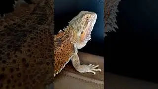 Suri ( Pogona Australiano) e o Luigi ( Iguana Elsalvador Super Red)
