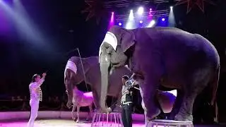 Humberto Cirkus (sloni, koně)