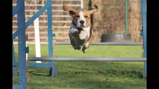 Can You Play Agility Competitions With A Beagle? Sure you can !!!