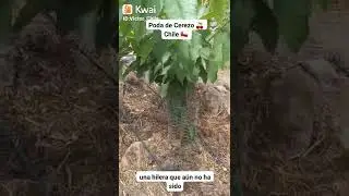 Poda de 🍒 cerezo sexta region de Chile 🇨🇱  trabajo de campo