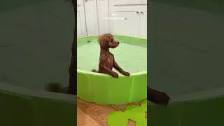 It&rsquo;s puppy pool time!