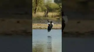 Fish Eagle vs Pelicans. #shorts #eagles #pelicans #birdphotography #raptor #shotonred #hwange