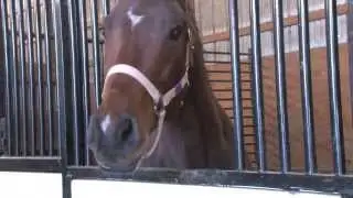 Equine Economics: Days End Farm Horse Rescue Gives Help to Horses Hit Hard by Recession