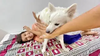 Oreo Ne Piyush Ko bacha Liya 😅