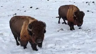 Bison Farm 4K#bison #farming #drone