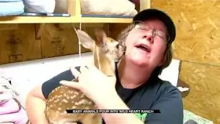Wild Heart Ranch Caring for 500+ Baby Animals
