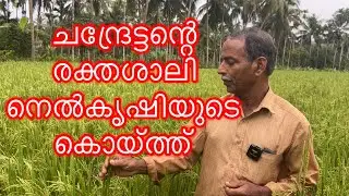ചന്ദ്രേട്ടന്റെ രക്തശാലി നെൽകൃഷിയുടെ കൊയ്ത്ത് | Rakthashali rice harvesting