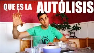 QUE ES LA AUTOLISIS  en panadería Y COMO SE HACE