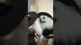 Nico:I defeated my rival! #nico #dog #funny #smartnico #funnypuppy