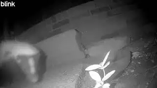 This Skunk Hates Fresh Water!
