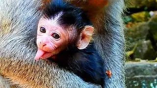Newborn Sami has a Weird Tongue so long comes out | Newborn Sami  3 days old