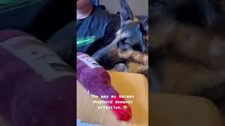 He REALLY wants attention #shorts #germanshepherd