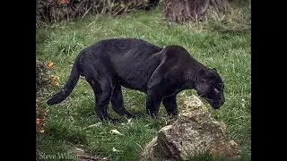 Big Cat sightings UK Beware Dangerous Report 2024