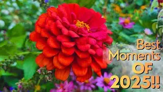 Лучшие моменты из сада 2025 года! #садсеверноготехаса #сновымгодом #выращиваемкорни
