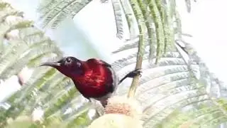 Forest Jewel | Crimson Sunbird in Action