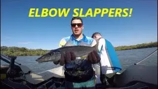 Elbow Slapper Whiting IN THE MANGROVES !! (South East Queensland)
