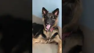 My Lovely german  || Lover Dog ||cleaver dog