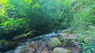 Forest River White Noise for Anxiety Relief and Better Sleep