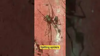 Spitting spiders insect wild#spider #insects #wildlife