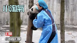 《熊貓早晚安》淘氣的熊貓寶寶，除了寵著還能咋辦？| iPanda熊貓頻道