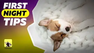 First Night with a Puppy | What to Do With a Puppy on the First Night | EveryDoggy