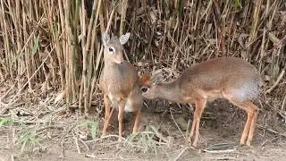 キルクディクディクのペアの儀式　Kirk's dik-dik　2018 0219